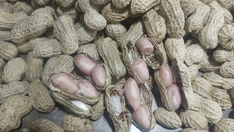 小白沙罗汉果，鲜花生，大众价格高品质，冷库免费提供