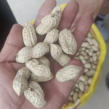 小白沙罗汉果，鲜花生，大众价格高品质，冷库免费提供