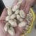 小白沙罗汉果，鲜花生，大众价格高品质，冷库免费提供