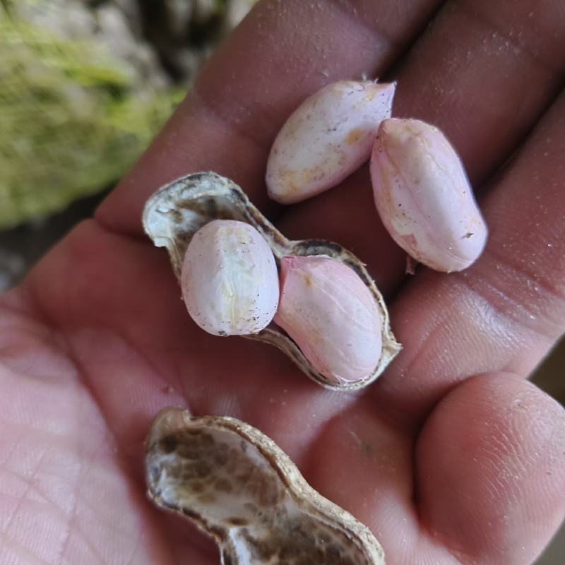 小白沙罗汉果，鲜花生，大众价格高品质，冷库免费提供