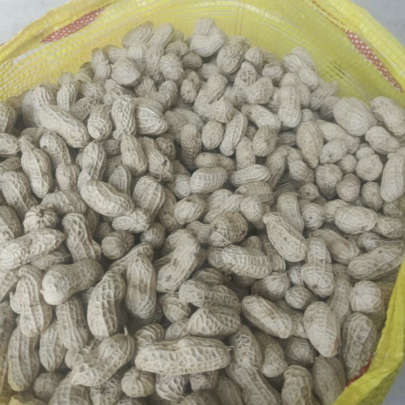 小白沙罗汉果，鲜花生，大众价格高品质，冷库免费提供