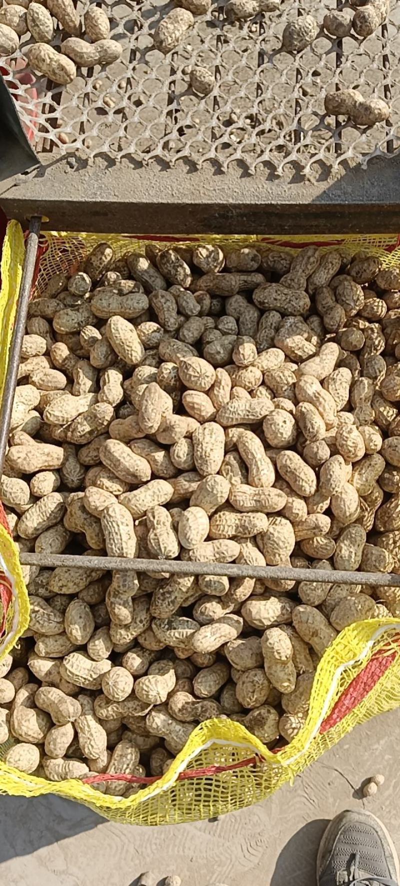 小白沙罗汉果，鲜花生，大众价格高品质，冷库免费提供