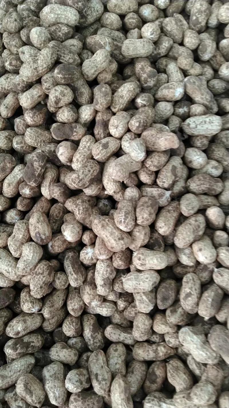 小白沙罗汉果，鲜花生，大众价格高品质，冷库免费提供