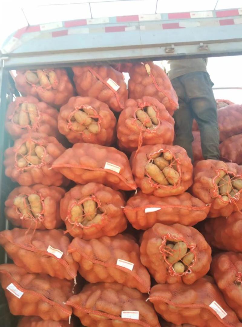 大量出售贵州本地洋芋，高山洋芋，可以直接送到家