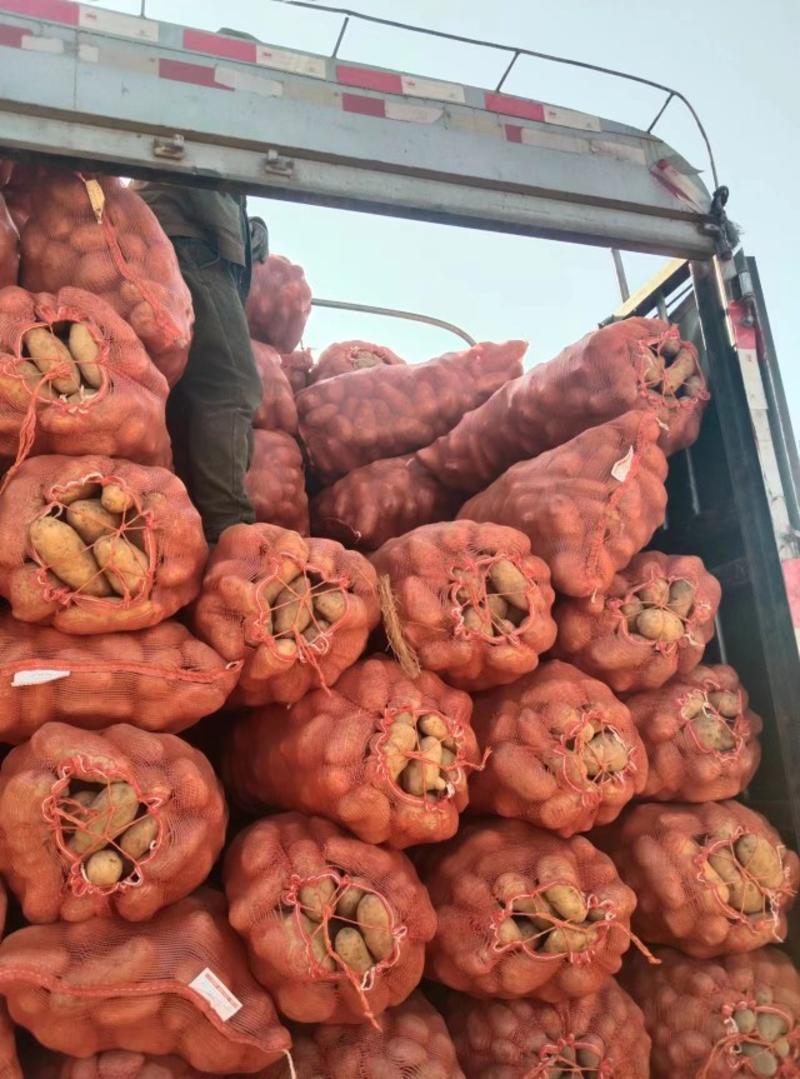 大量出售贵州本地洋芋，高山洋芋，可以直接送到家