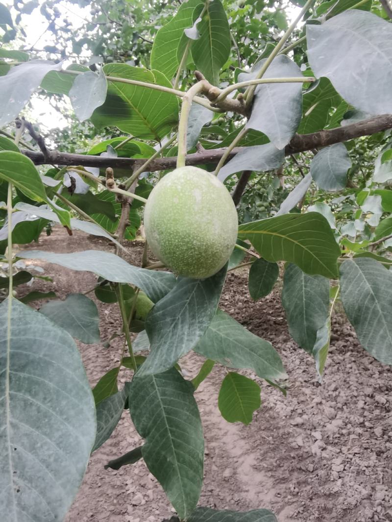 阿克苏的手摘185开始发货