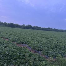 香瓜上市有需要的我，瓜又大又白，随时可以沟通