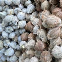 直销新鲜毛椰厂家发货海南新鲜毛椰老椰子欢迎合作