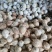 直销新鲜毛椰厂家发货海南新鲜毛椰老椰子欢迎合作