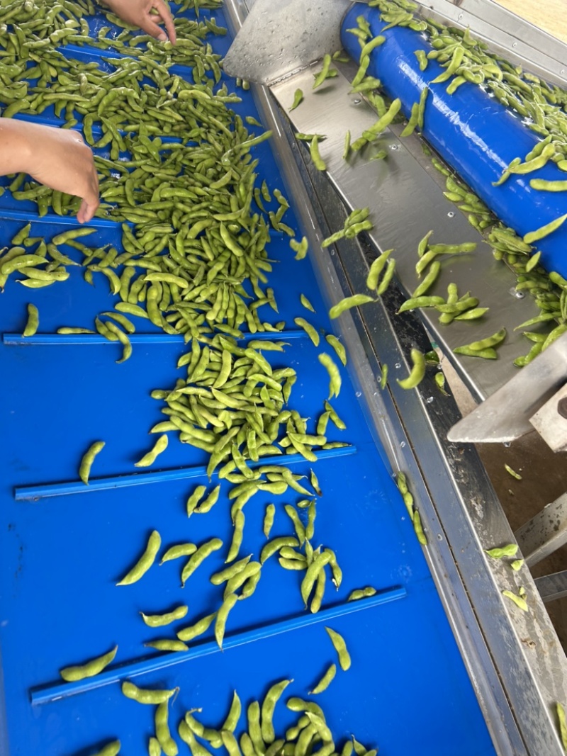 毛豆