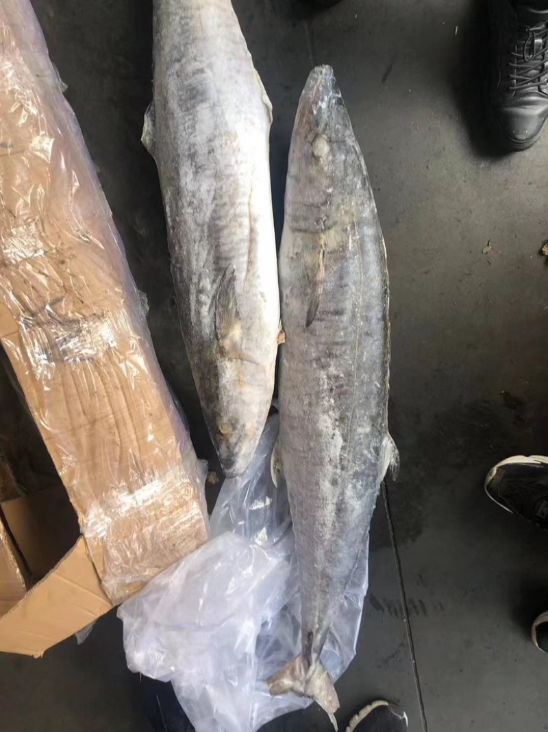 海南马鲛鱼