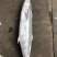 海南马鲛鱼