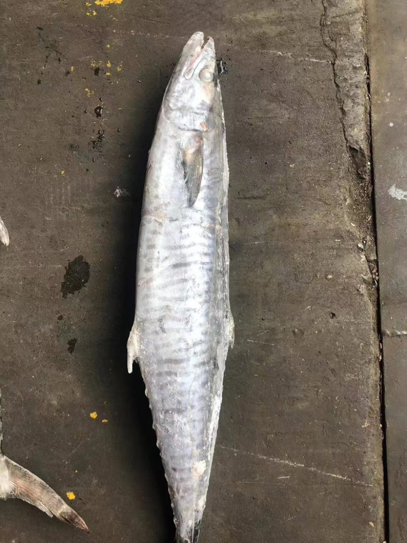 海南马鲛鱼