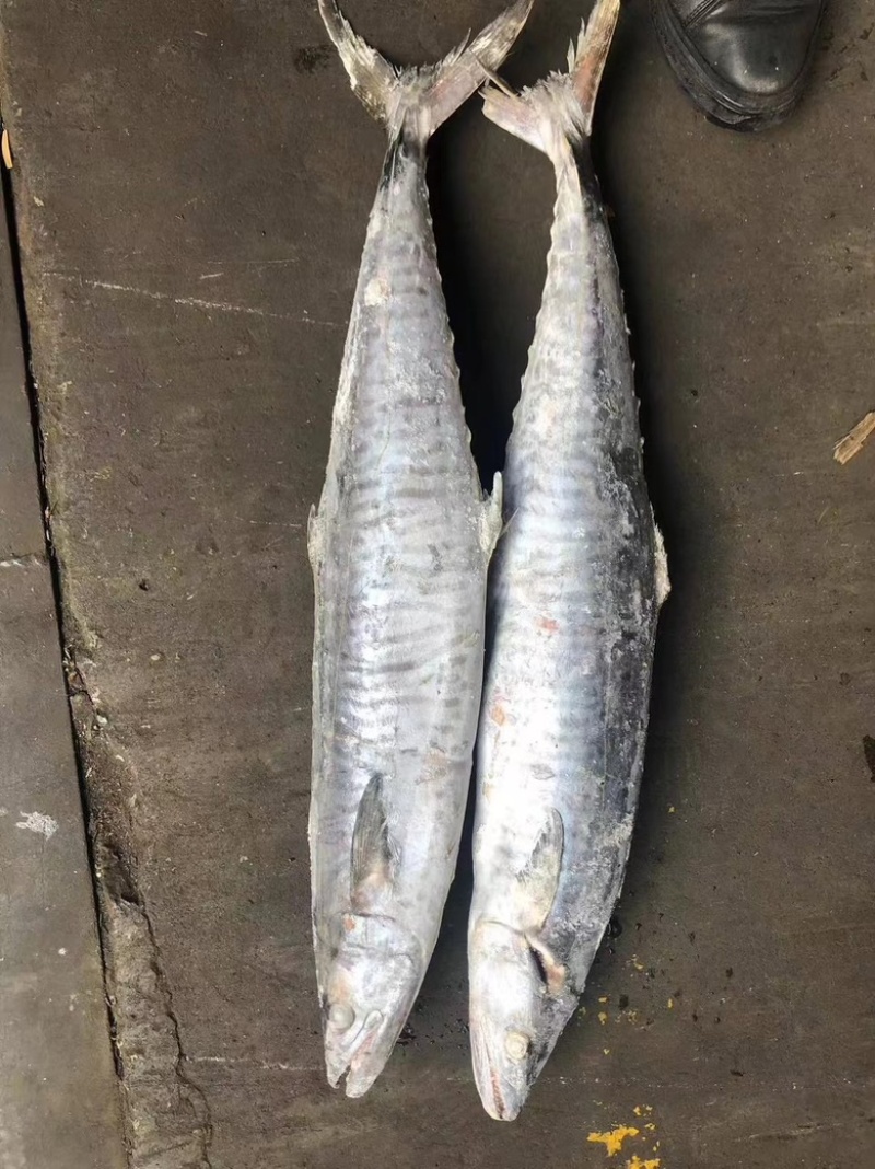 海南马鲛鱼