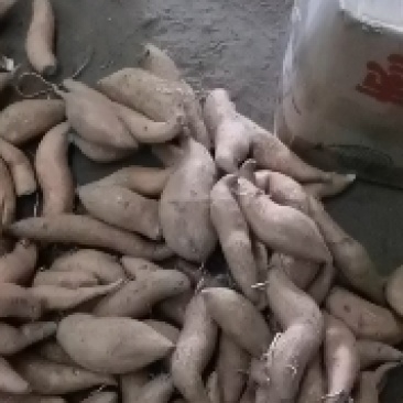 精品冰糖心哈密薯，山东德州一手货源，量大从优