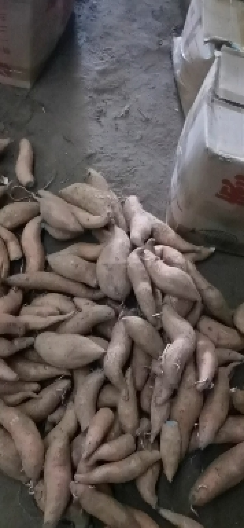 精品冰糖心哈密薯，山东德州一手货源，量大从优
