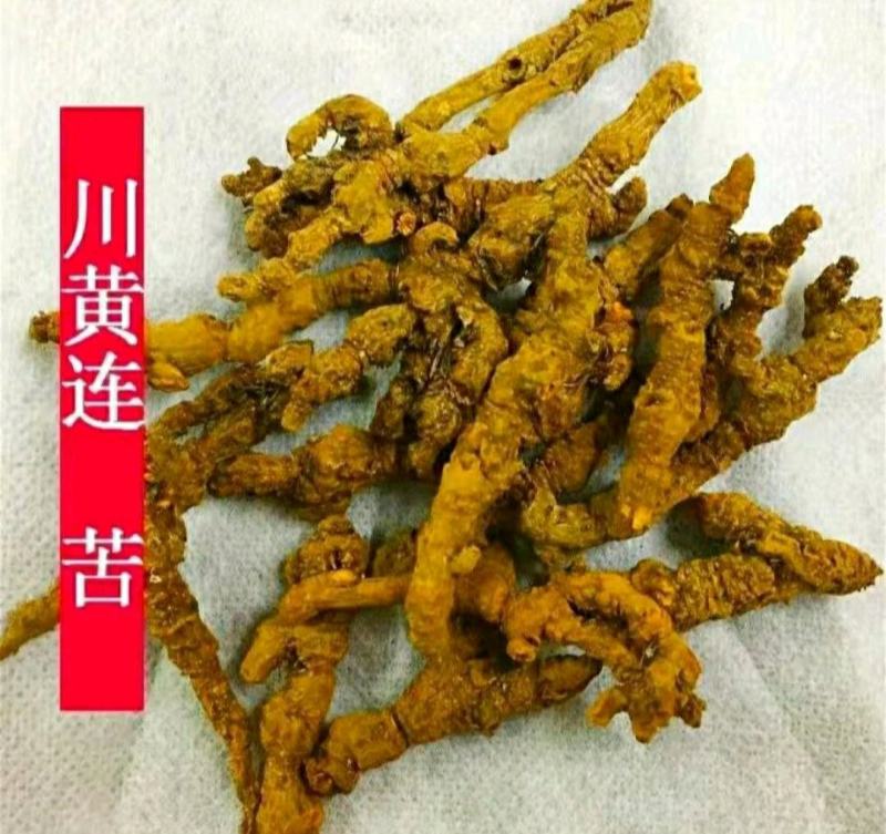 鸡爪黄连道地中药材川黄连泡茶泡水保质保量包邮