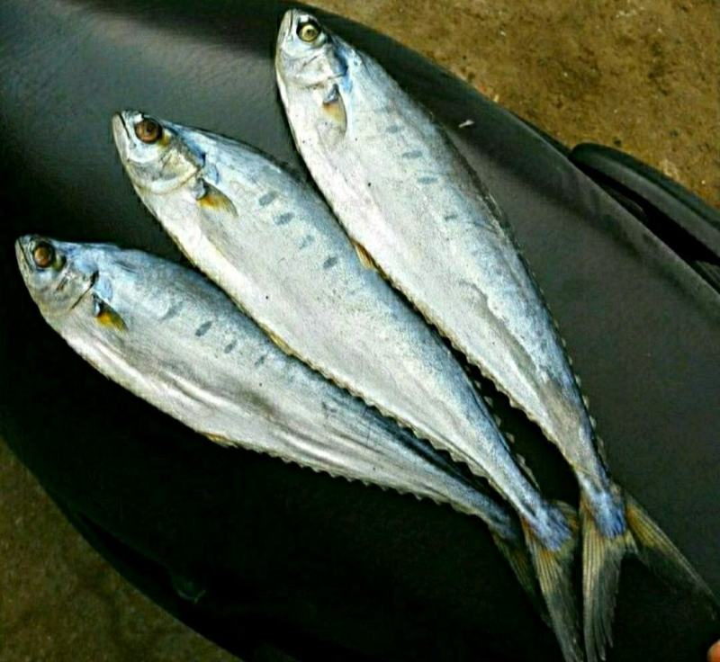 新鲜海蜇头深海海蜇头肉质饱满原汁原味新鲜美味包邮