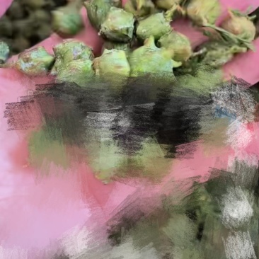 柏树籽
