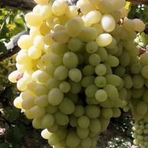 吐鲁番马奶提葡萄，保证品质，价格便宜欢迎预定