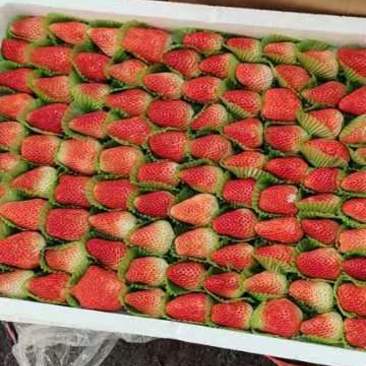 江苏省徐州市邳州市港上镇万亩草莓基地新鲜草莓现摘现发