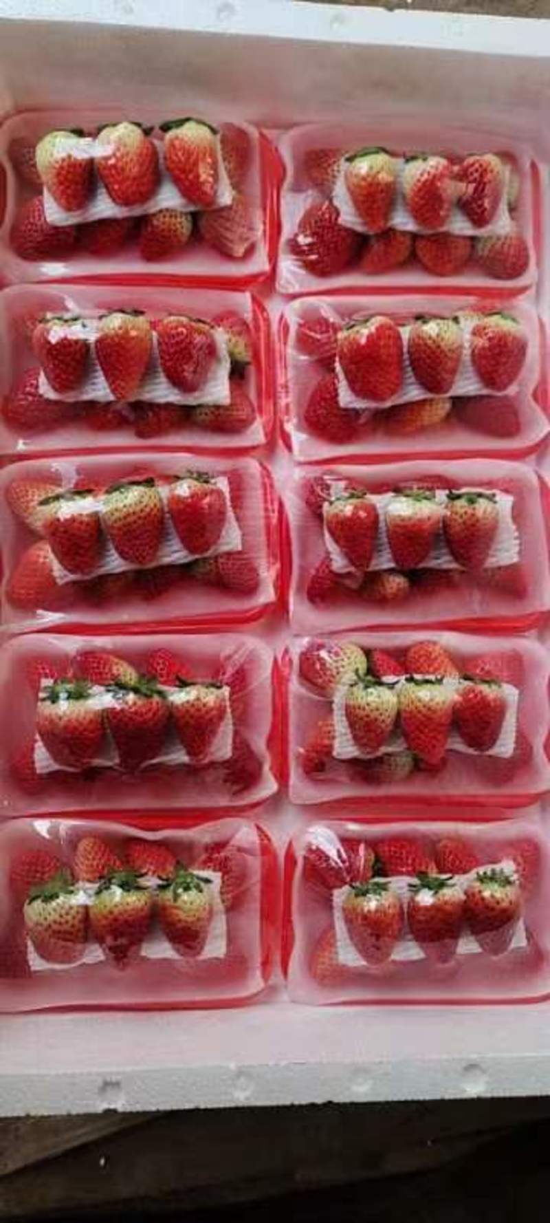 江苏省徐州市邳州市港上镇万亩草莓基地新鲜草莓现摘现发