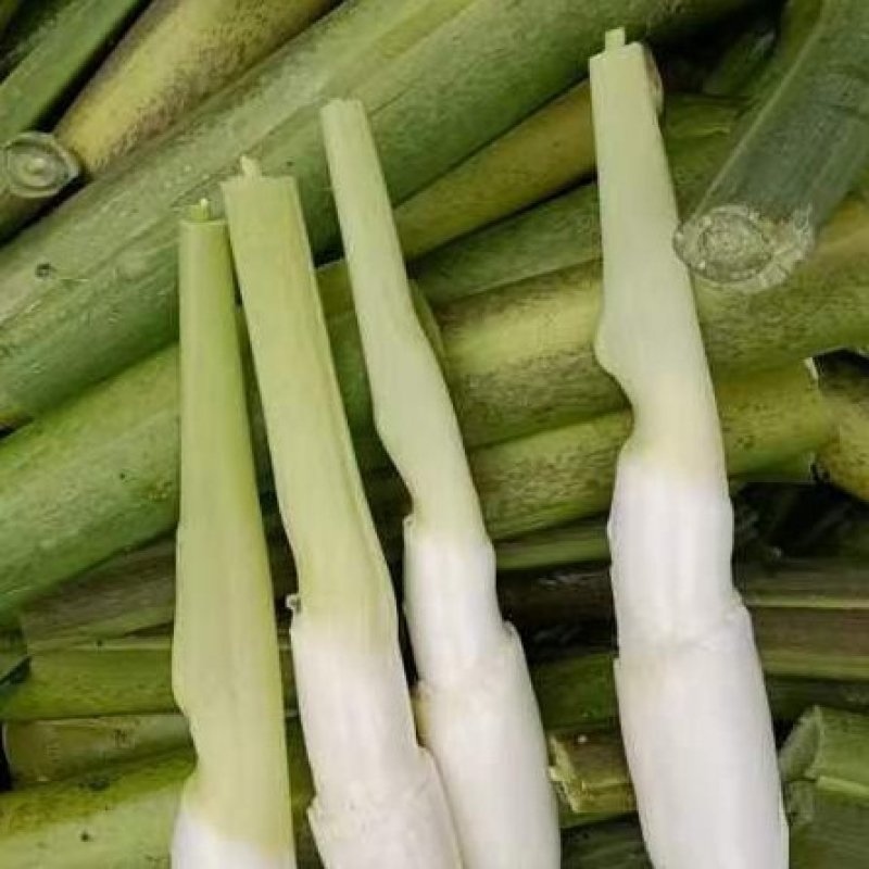 安徽本地单季茭大量供应，精品，电商平台货，食堂货规格齐全
