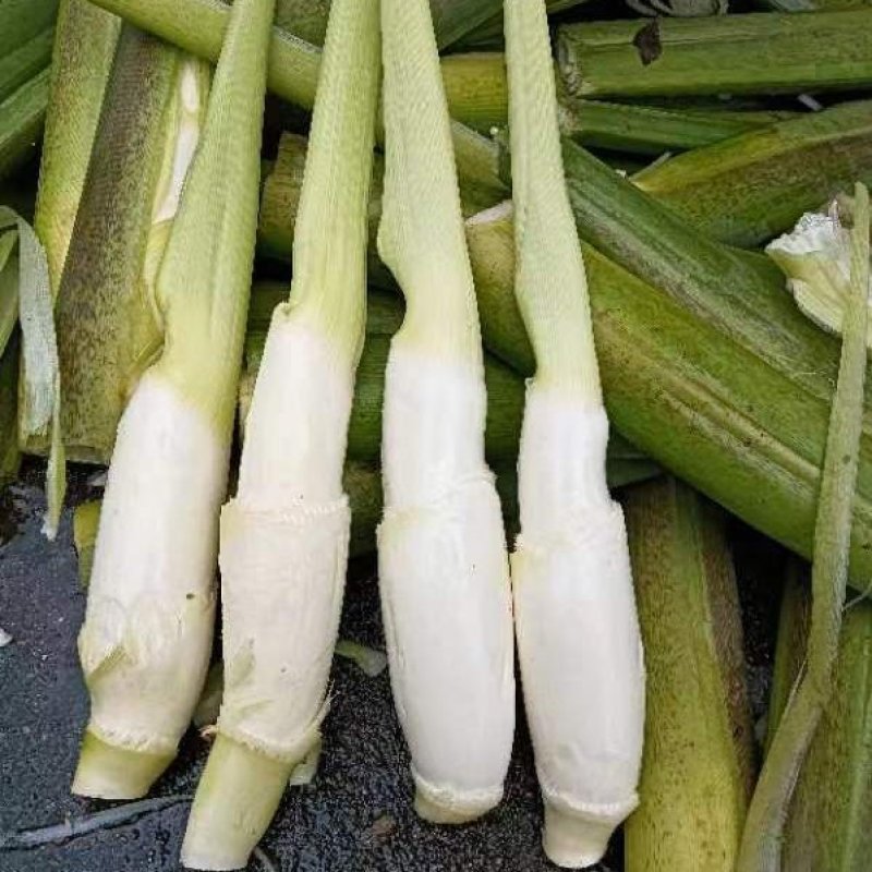 安徽本地单季茭大量供应，精品，电商平台货，食堂货规格齐全