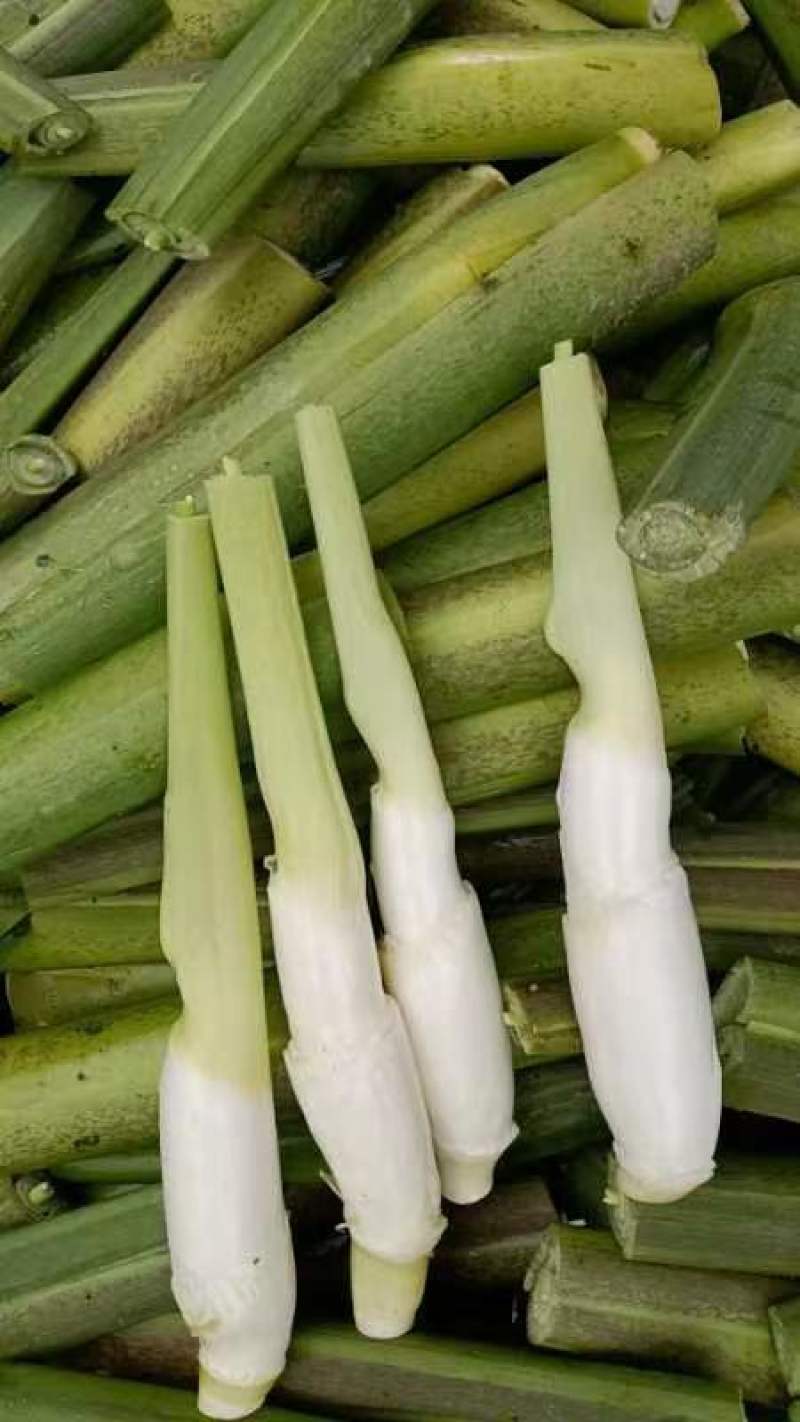 安徽本地单季茭大量供应，精品，电商平台货，食堂货规格齐全