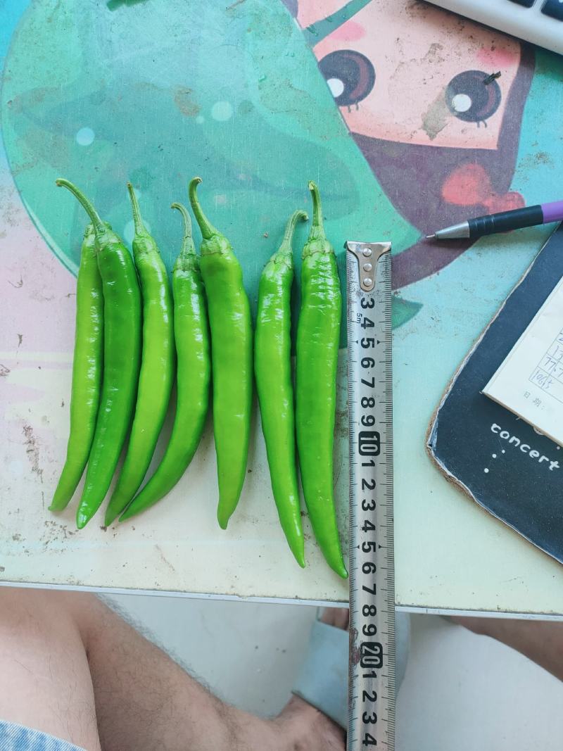【热卖推荐】河南本地线椒大量供应产地实发可视频看货电联