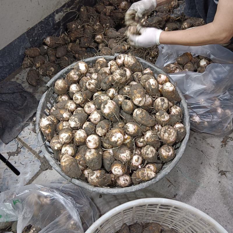 江西红芽芋产地直销种植万亩以上基地。可以现场看货。