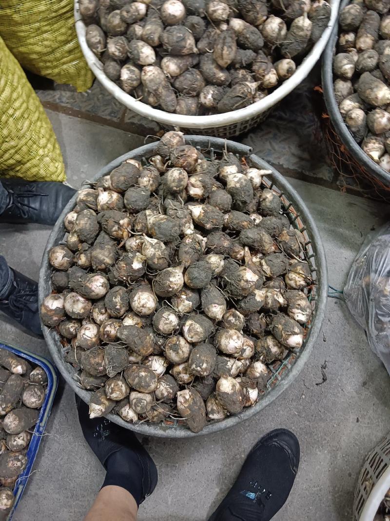 江西红芽芋产地直销种植万亩以上基地。可以现场看货。