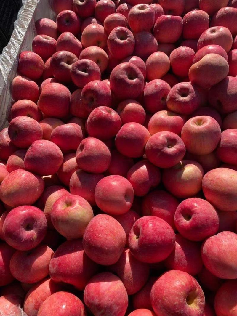 山东苹果批发产地，红富士苹果批发。一条龙服务。