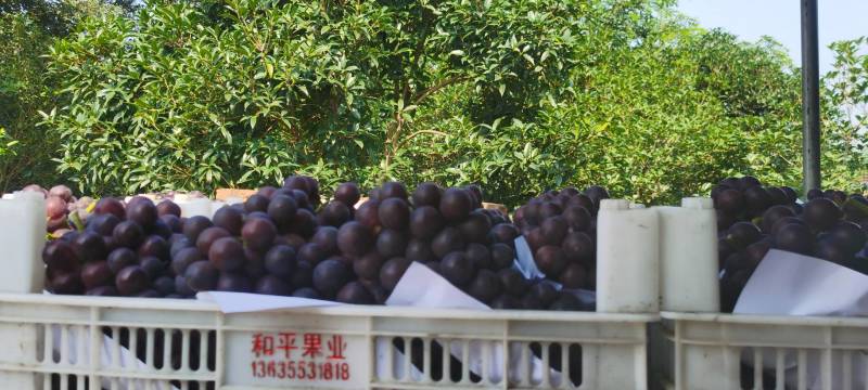 滁州夏黑葡萄大量现货供应欢迎来电咨询洽谈