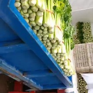 陕西省靖边县东坑镇蔬菜批发地