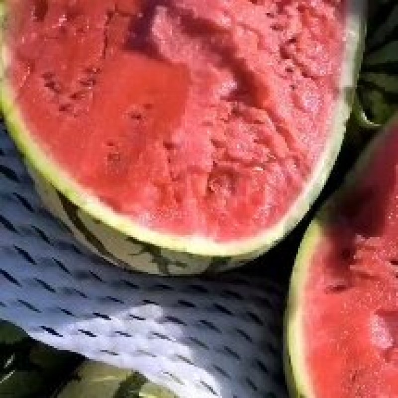陕北沙漠地西瓜