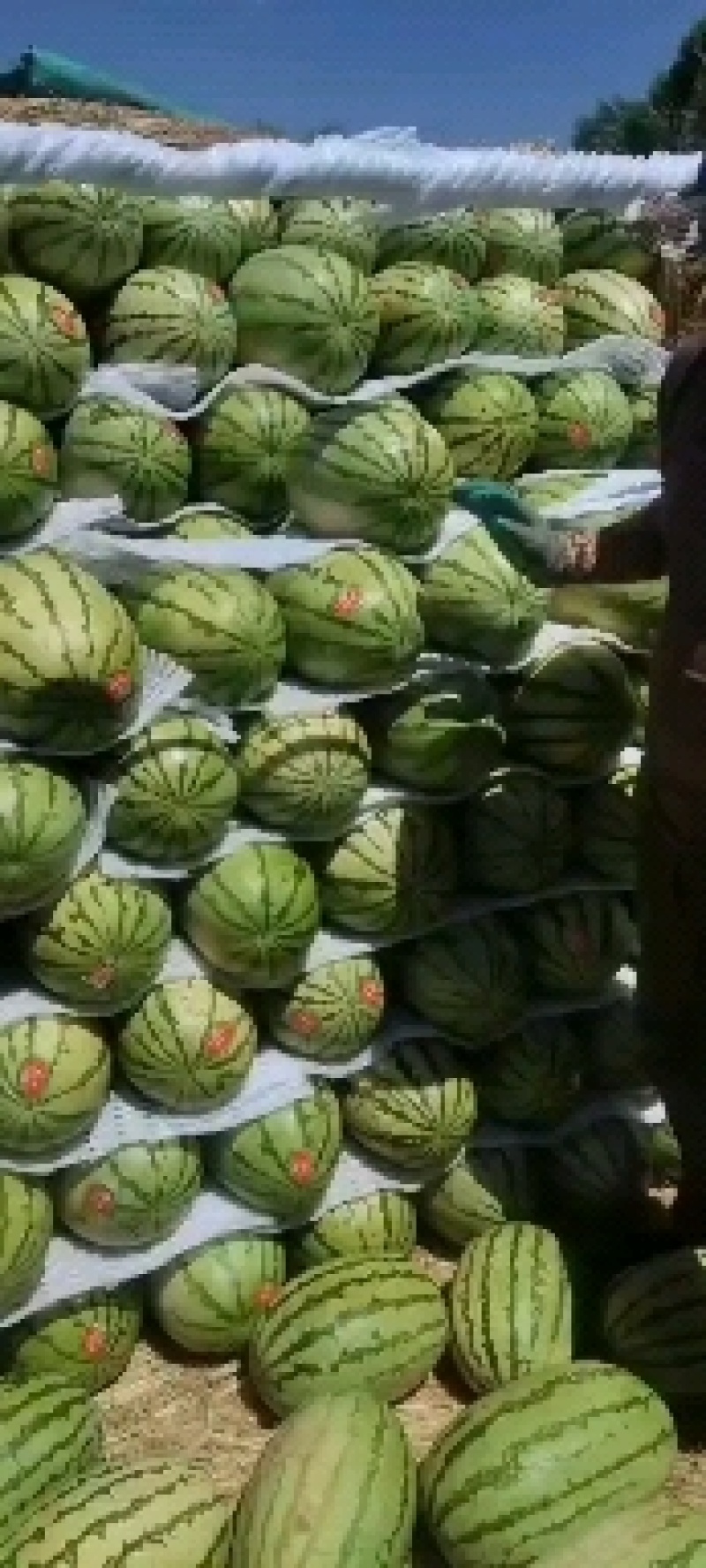 陕北沙漠地西瓜