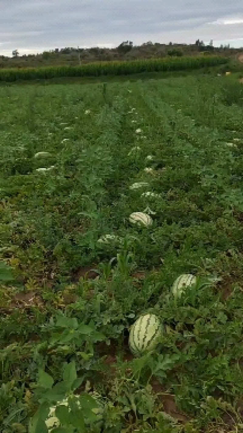 陕北沙漠地西瓜
