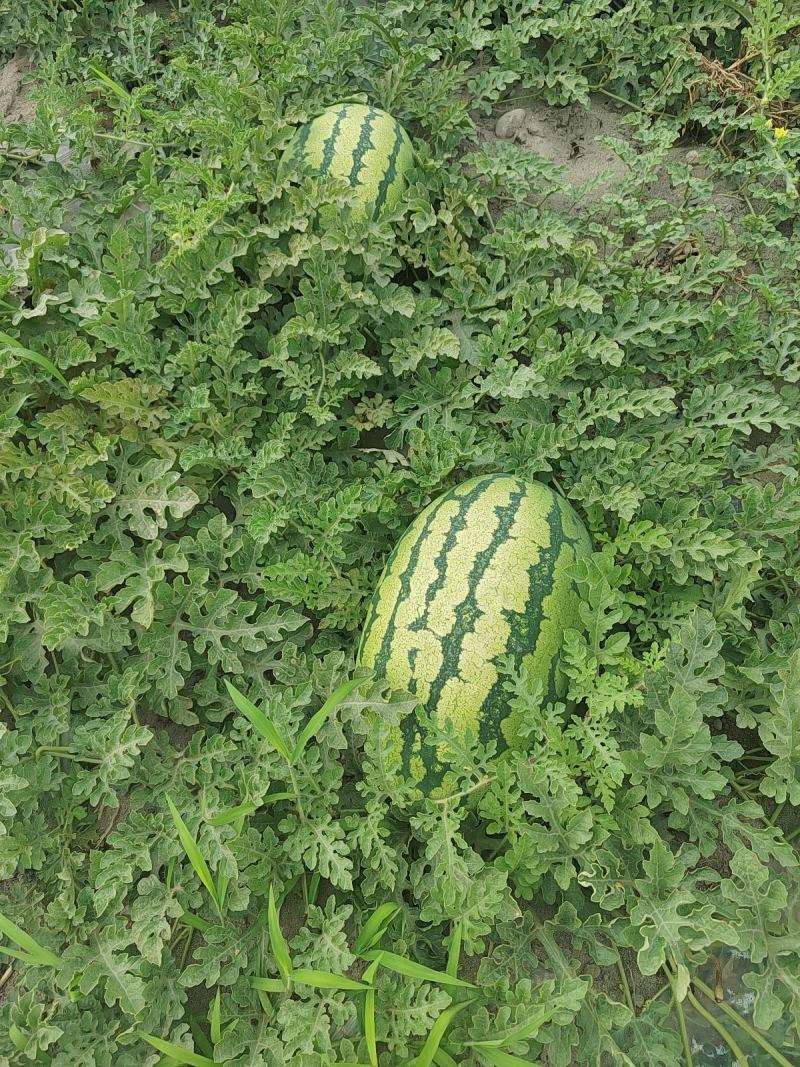 陕北沙漠地西瓜