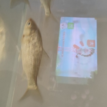 小鲫鱼