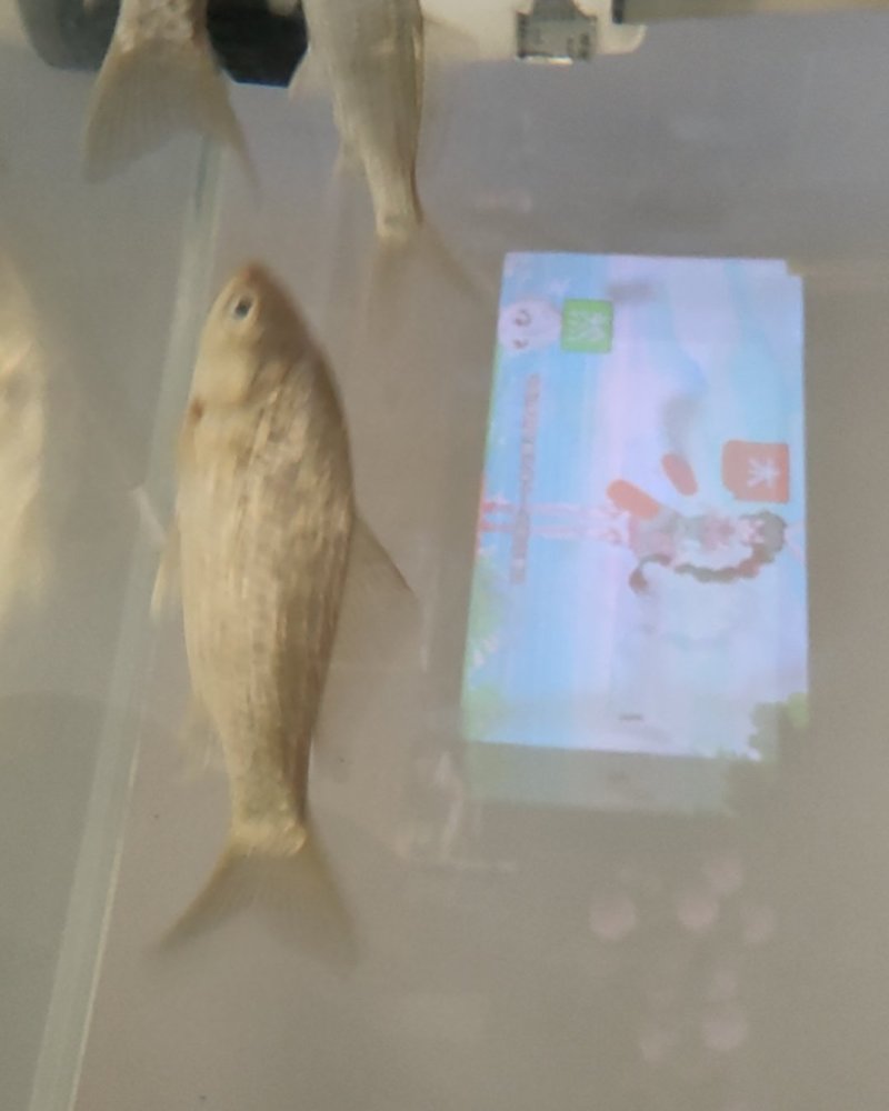 小鲫鱼