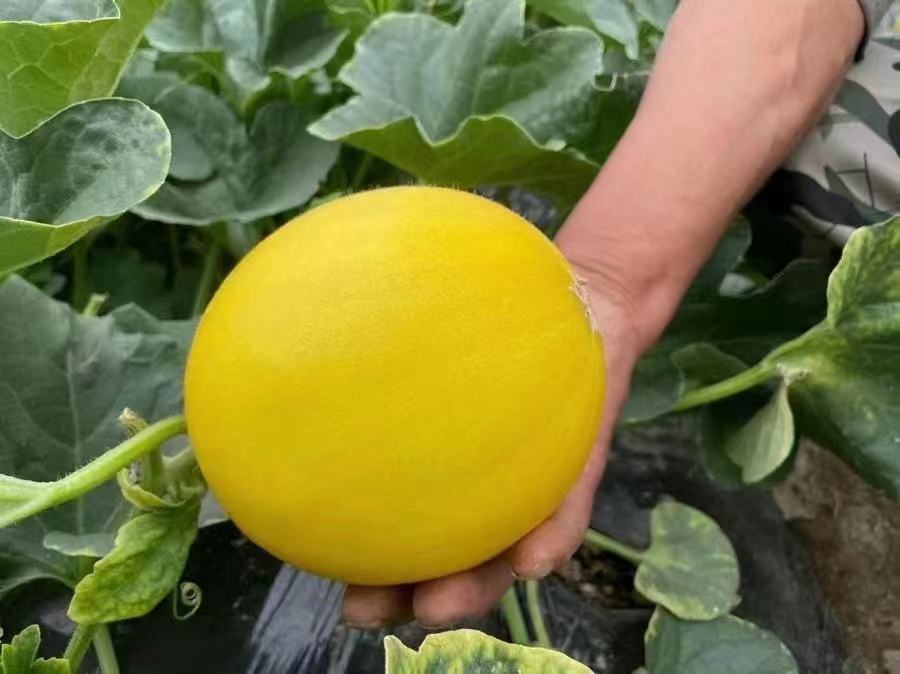 红心脆甜瓜切面图,展示其橙红色果肉与致密结构 红心脆甜瓜切面展示