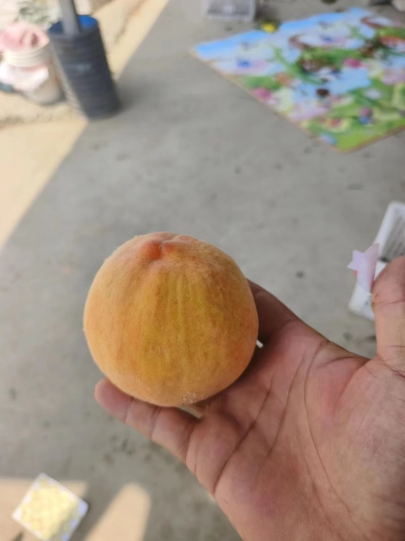 安徽黄桃