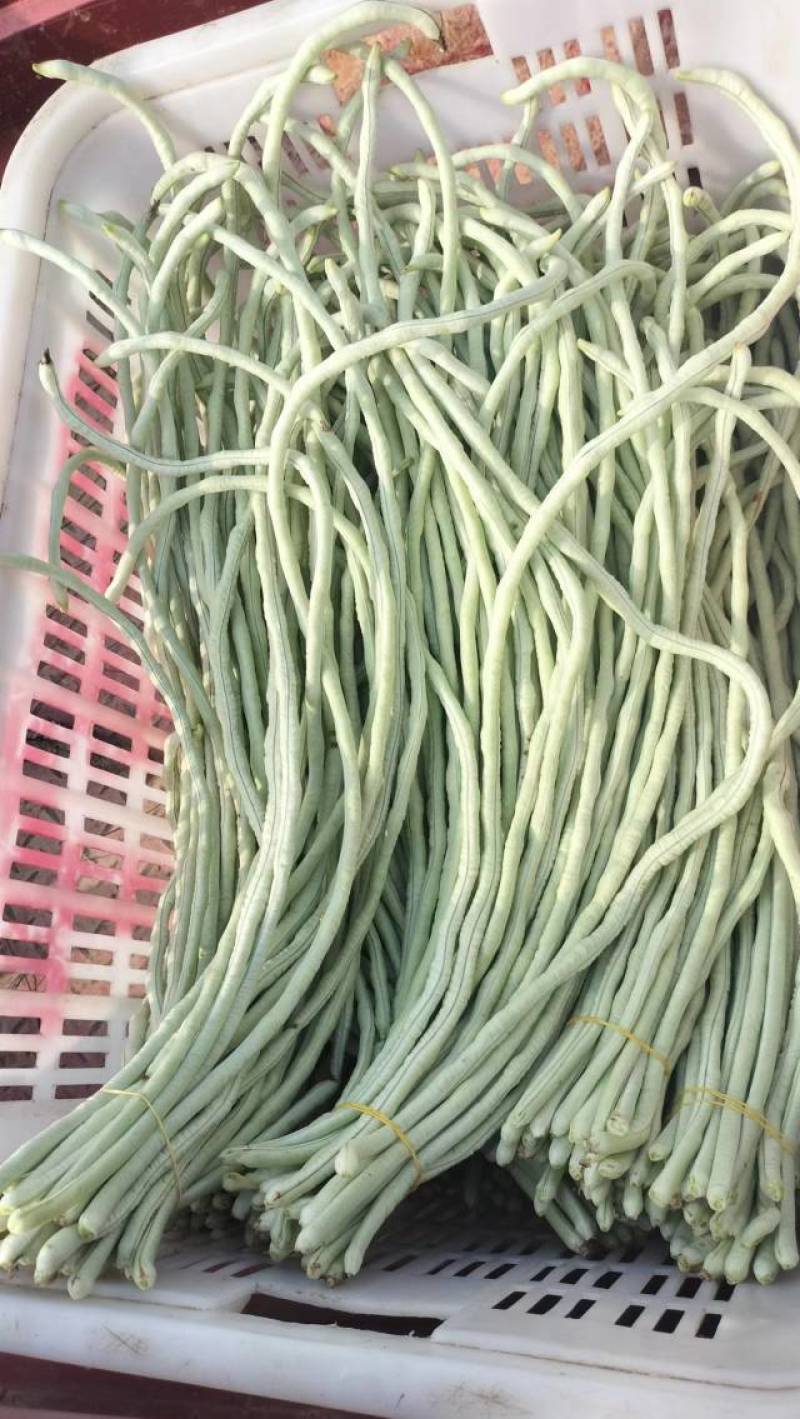 白豆角产地直发，长豆角，白豆角，湖北精品白豆角，基地直供