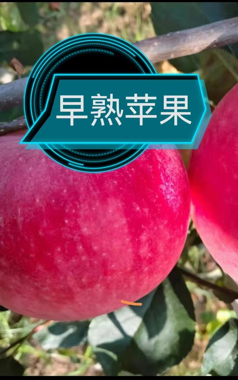 山东苹果批发产地，红富士苹果批发。一条龙服务。