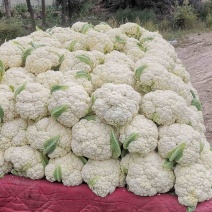 甘肃定西高原夏菜产地一手货源有机散花大量有货