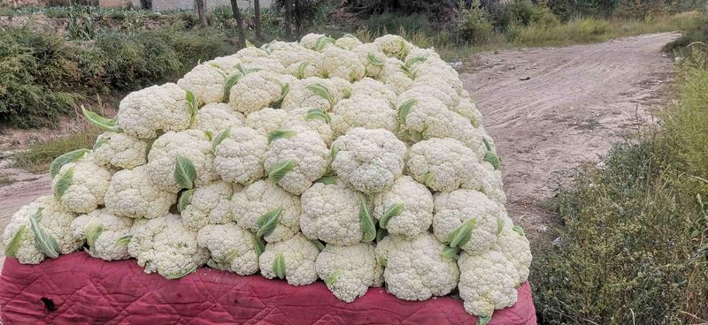 甘肃定西高原夏菜产地一手货源有机散花大量有货