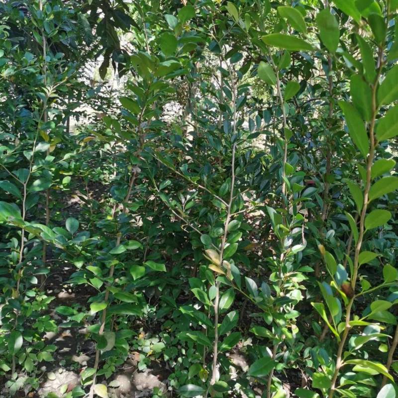 蚊母树苗