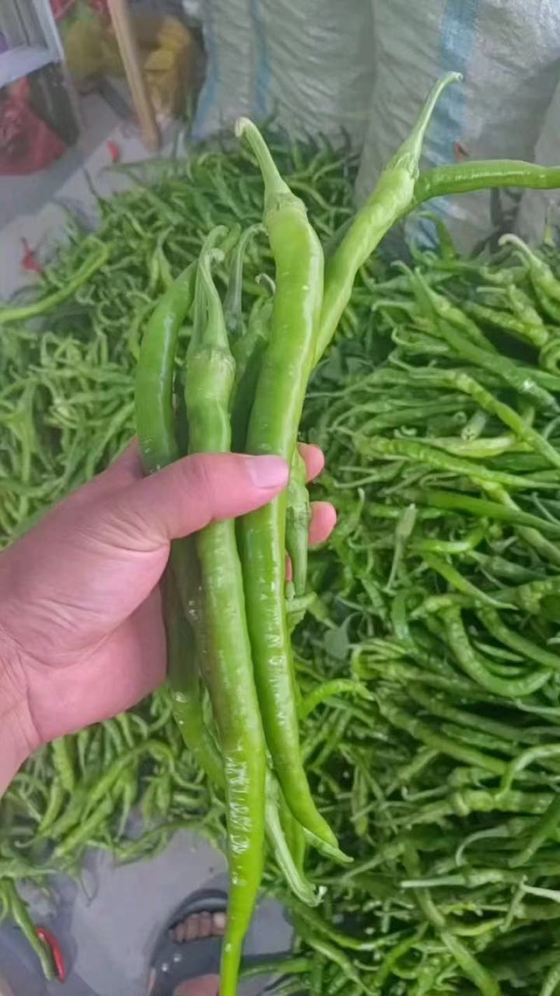 精品鲜辣椒线椒量大从优商丘产地发货一条龙服务电联
