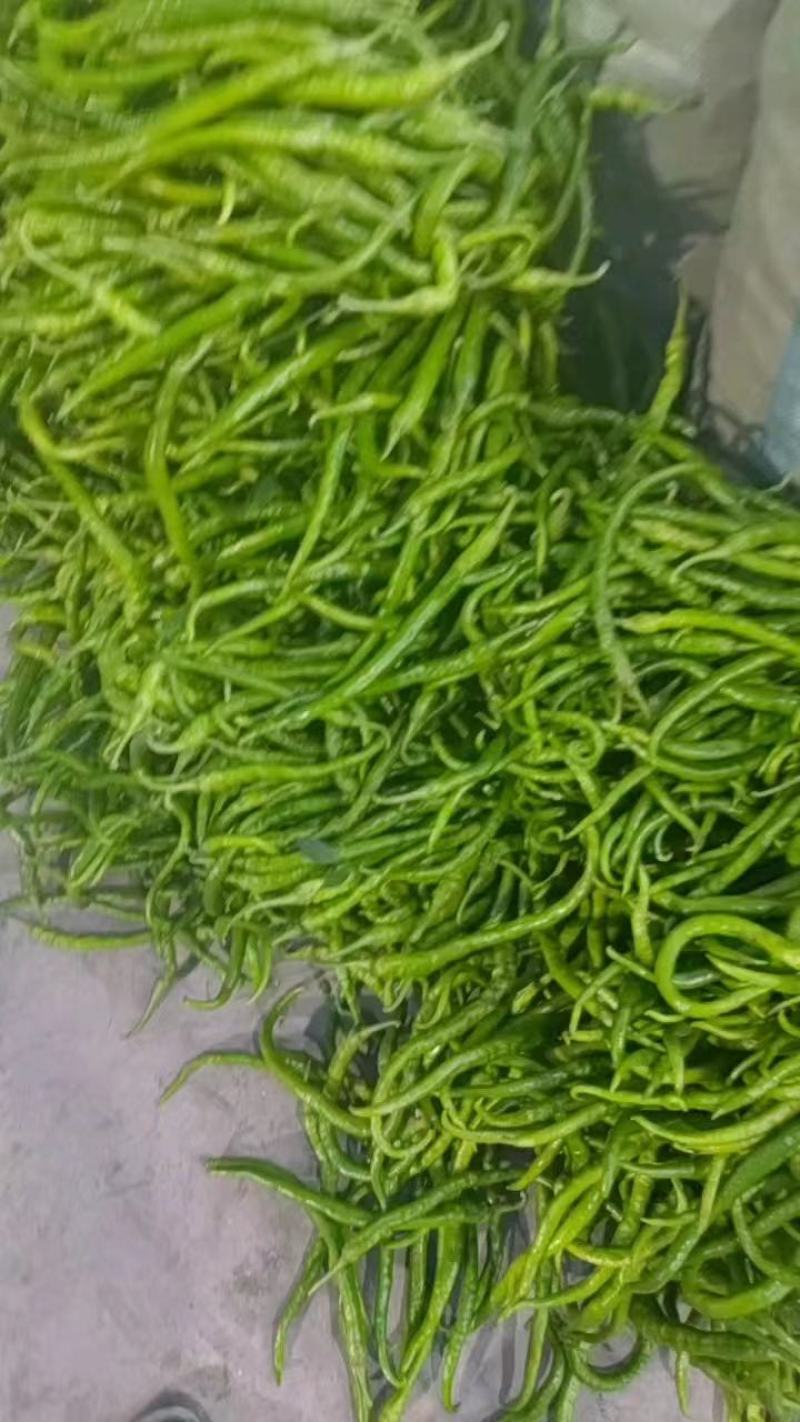 精品鲜辣椒线椒量大从优商丘产地发货一条龙服务电联